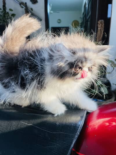 Cfa bloodline Peki Face Kittens Available