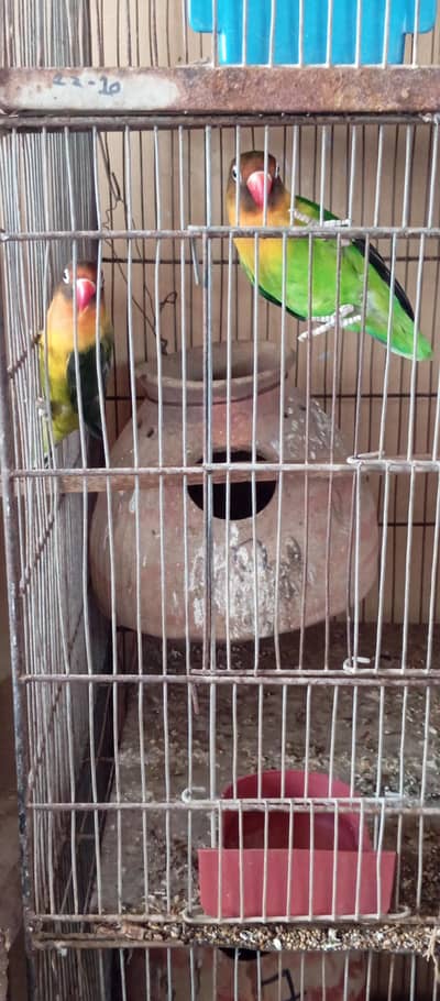 love birds bonded pairs available