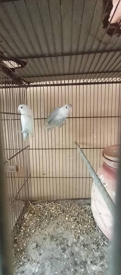 love birds bonded pairs available