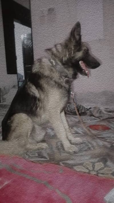 german shepherd pure 6 months approximately