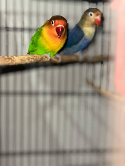 I have 3 Pairs , Exchange Possible