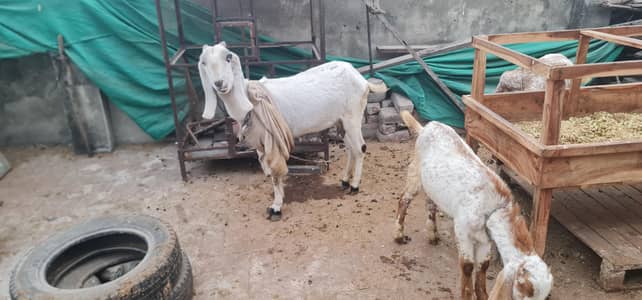 Bakri Goat Path 6 dant aur sath 3 bakray makki cheenay