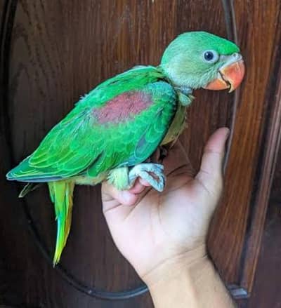 mithu , raw parrot