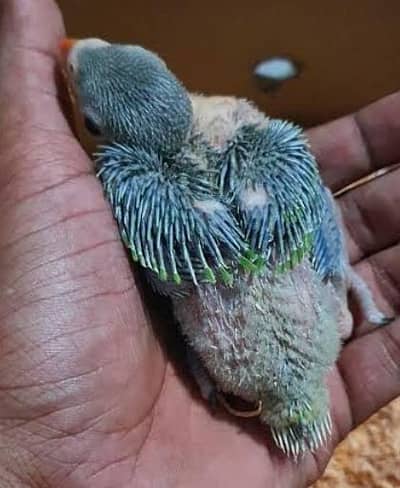 mithu , raw parrot