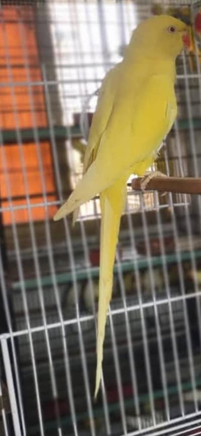 yellow Ringneck female