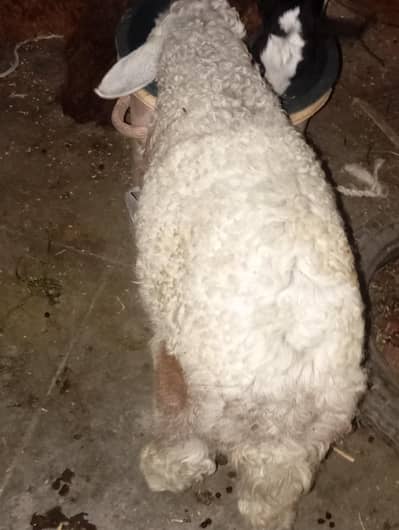 turki dumba age 4 month urgent sale