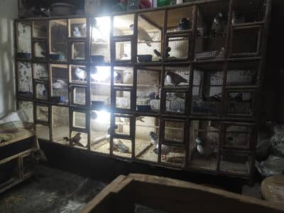 wood caugh 15 box wala