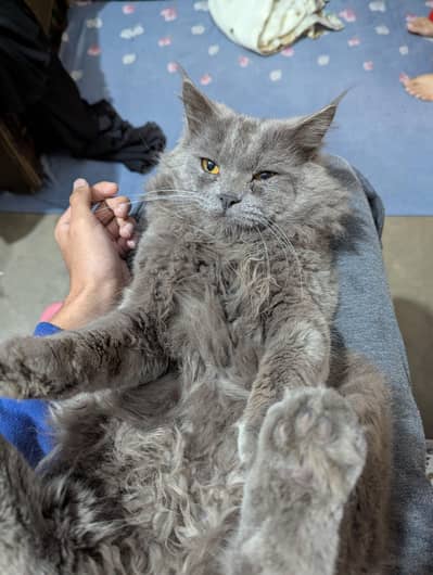 Persian Russian blue gray rare breed