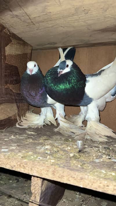 Blue magpie breeder pair for sale / fancy pigeons urgent sale