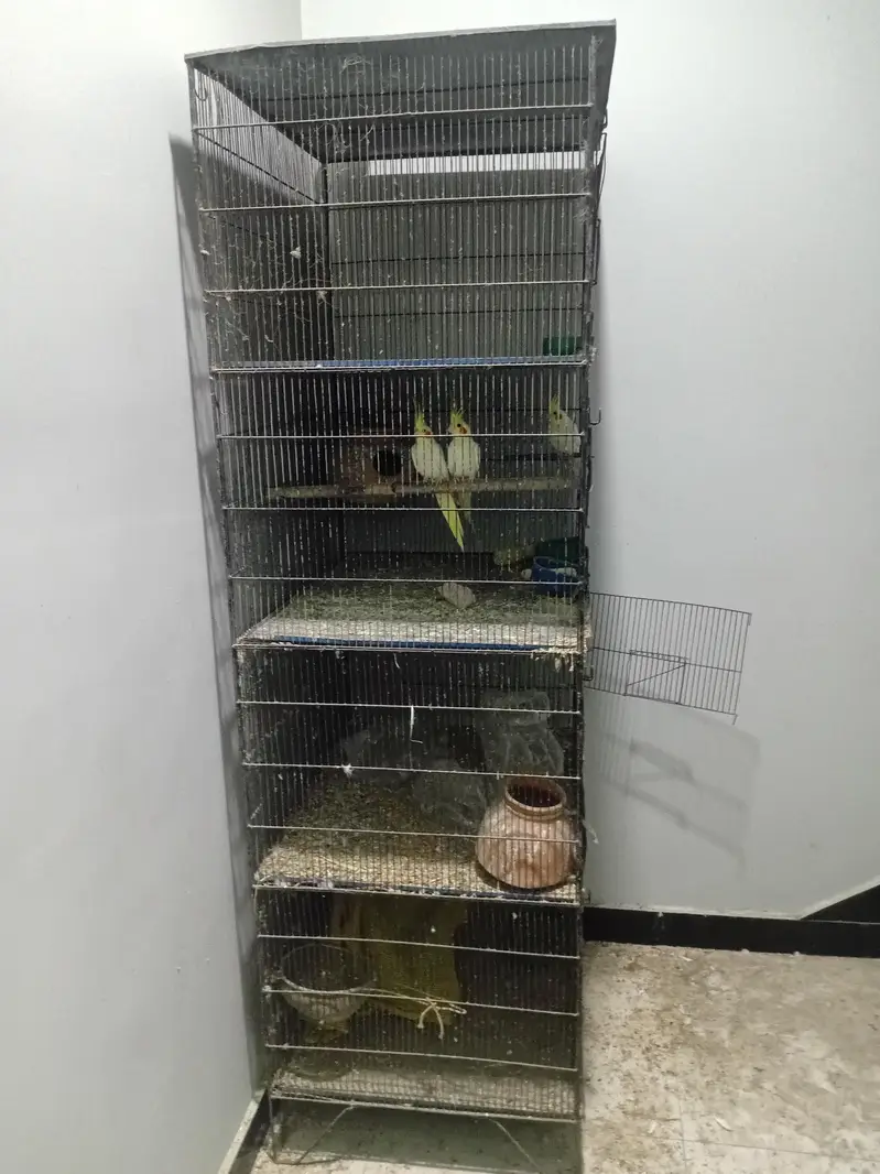 Parrots Cage