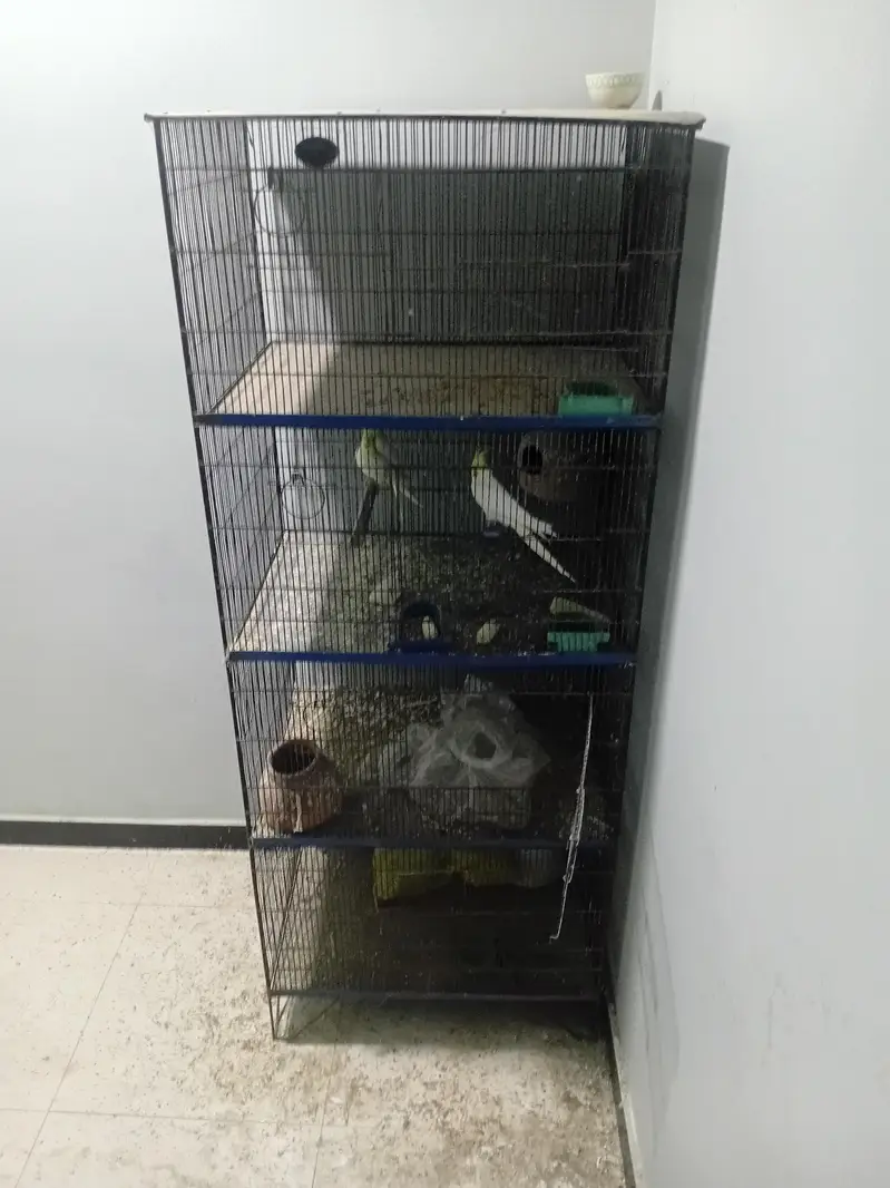 Parrots Cage — photo 2