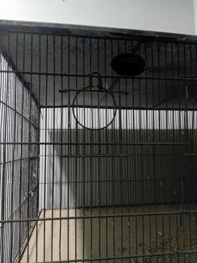 Parrots Cage — photo 3