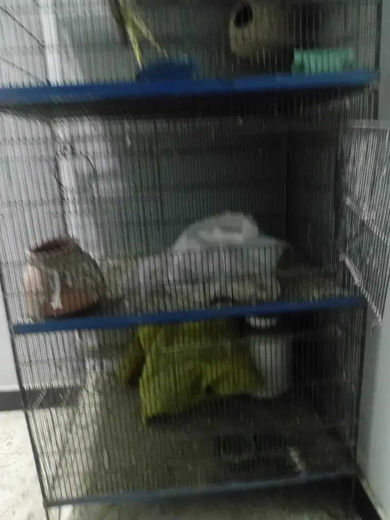 Parrots Cage — photo 4