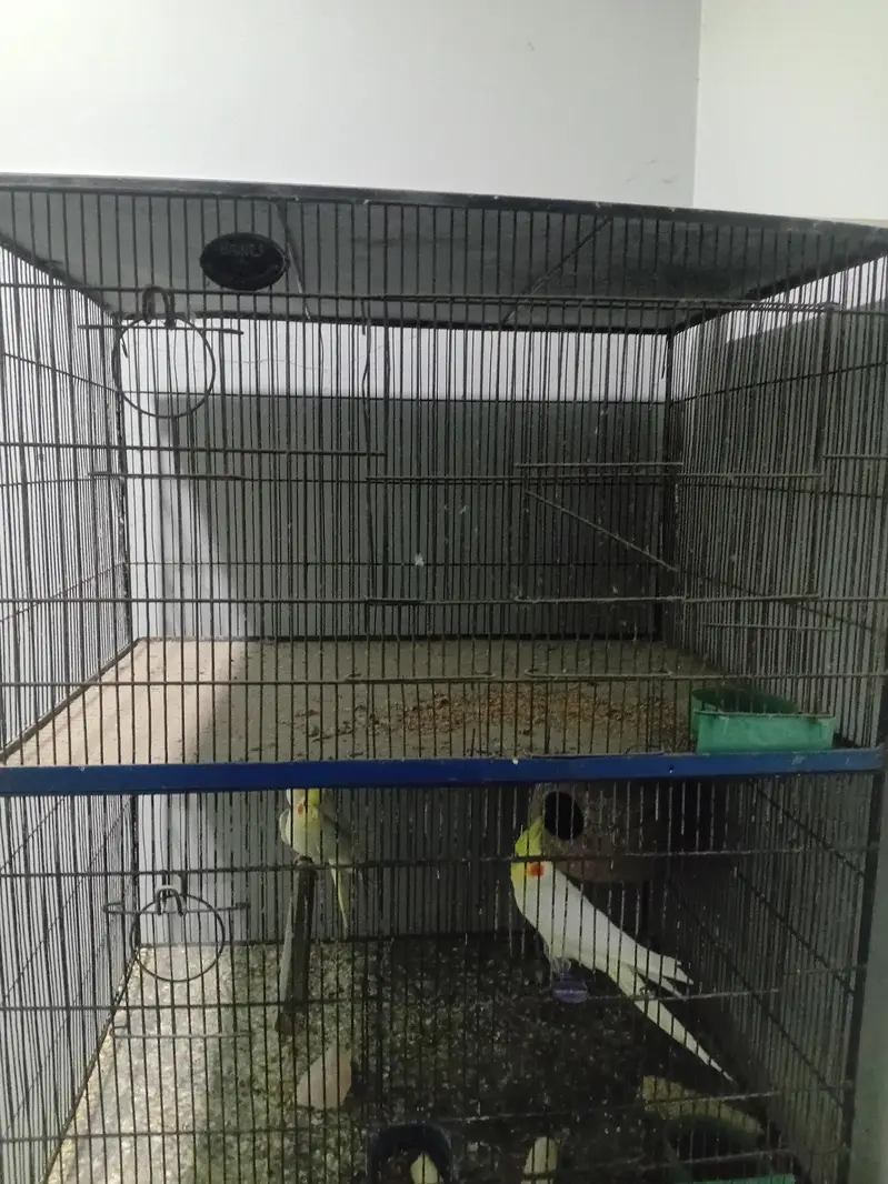 Parrots Cage — photo 5