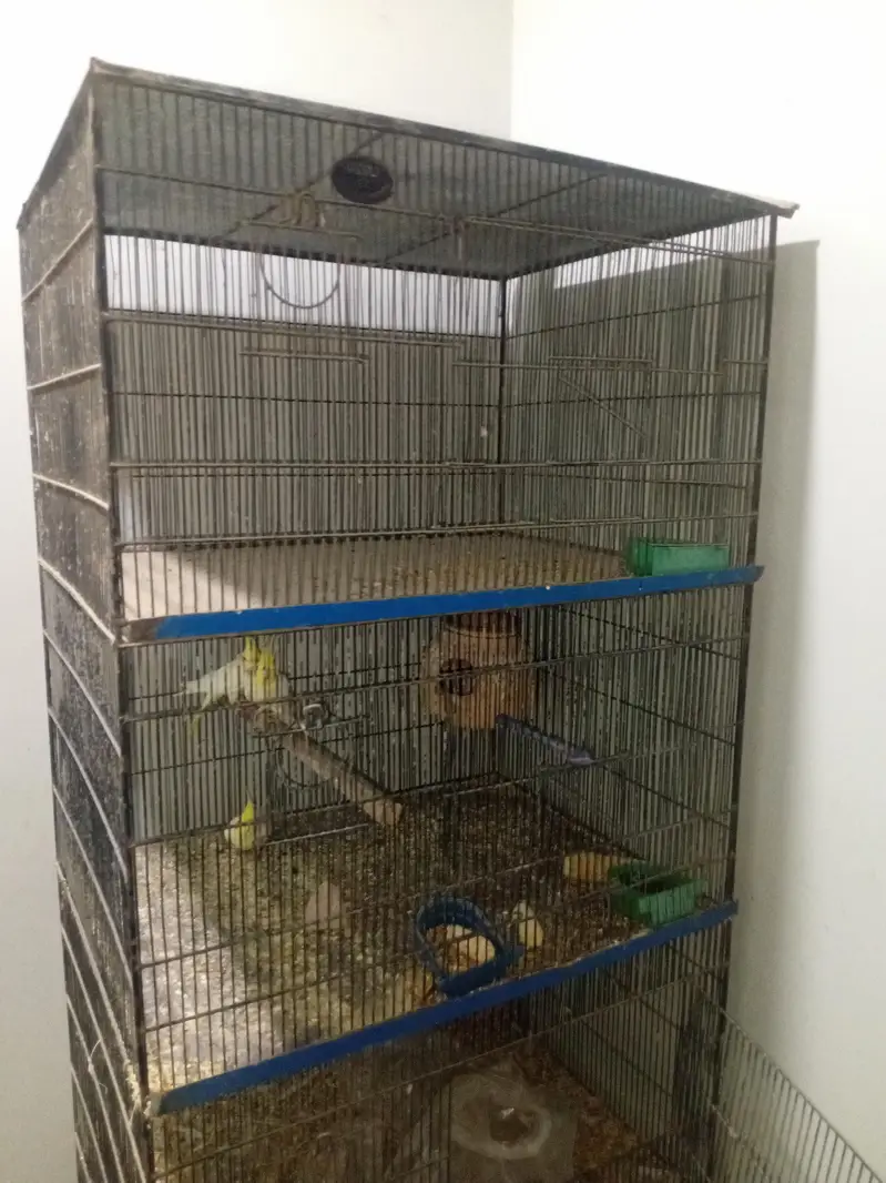 Parrots Cage — photo 6
