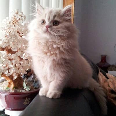 persian cat kittens