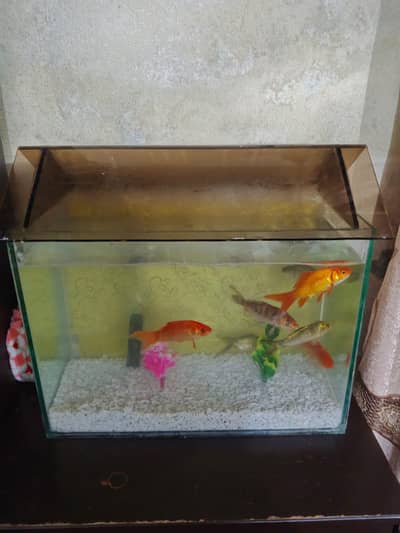 fishes + aquarium  gold