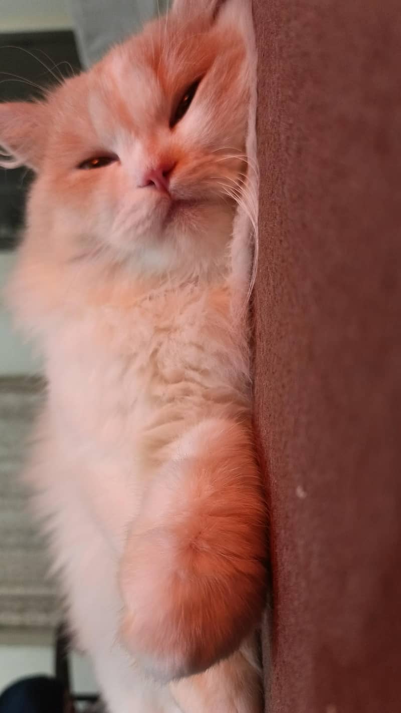 *Persian cat available for sale* 1