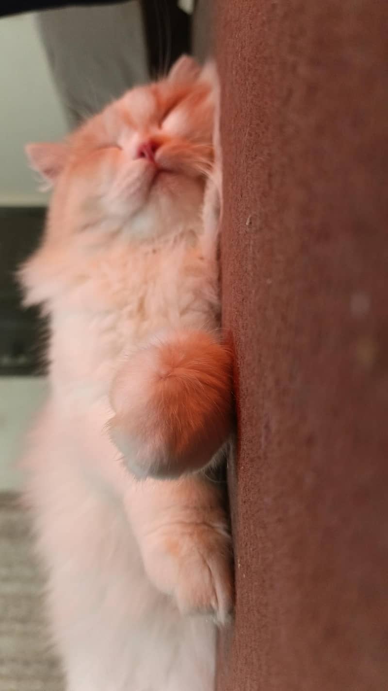 *Persian cat available for sale* 2