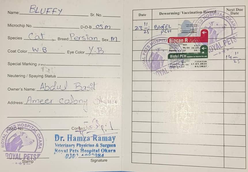 *Persian cat available for sale* 3