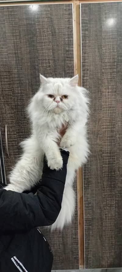 persian punch face cat