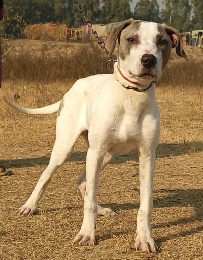 bully gultair for sale