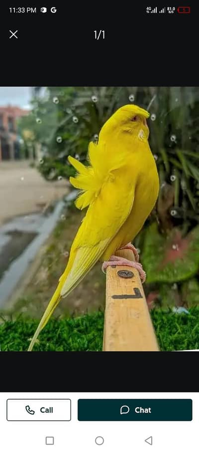 Hogo Romo Double flower  fresh female