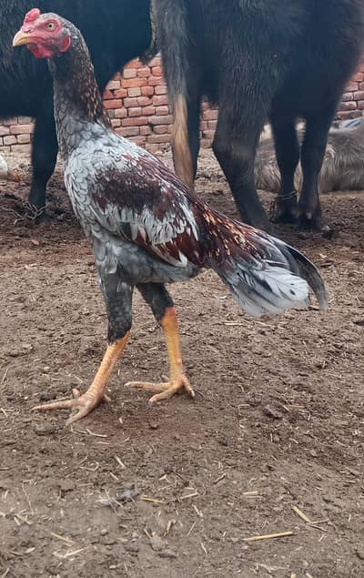 very active beautiful colour