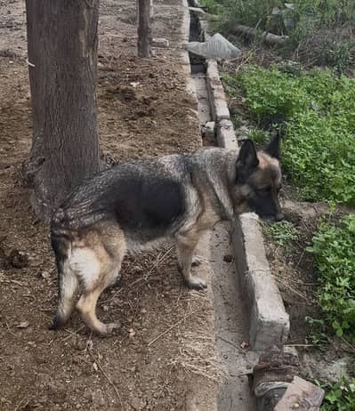 Female German shepherd