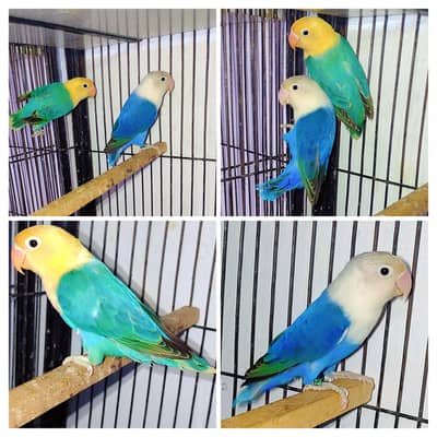 Opaline Love Bird Breeder Pair