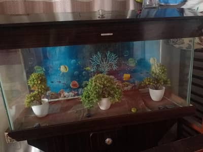 Fish Aquarium