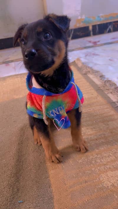 German shepherd puppy