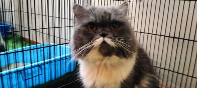 Persian Male available for mating only