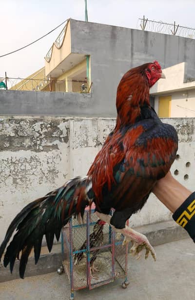 mianwali aseel patha