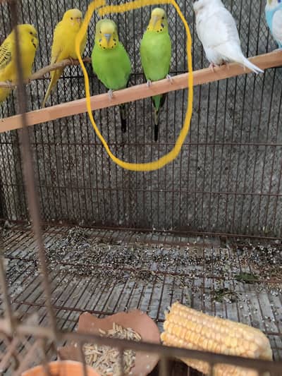 2 Beautiful Pairs Green one Bonded