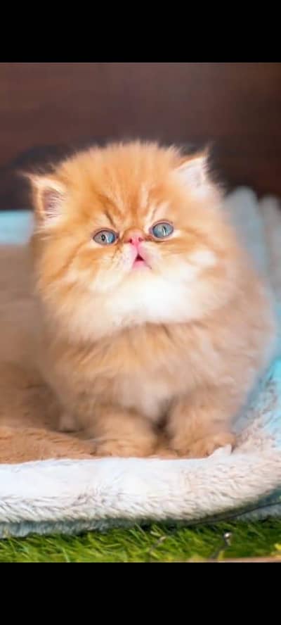 Persian cat vaccinated triple coated and littler ternd