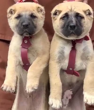 afghani kangal coche pair for sale active and healthy 2 mahnt for sale