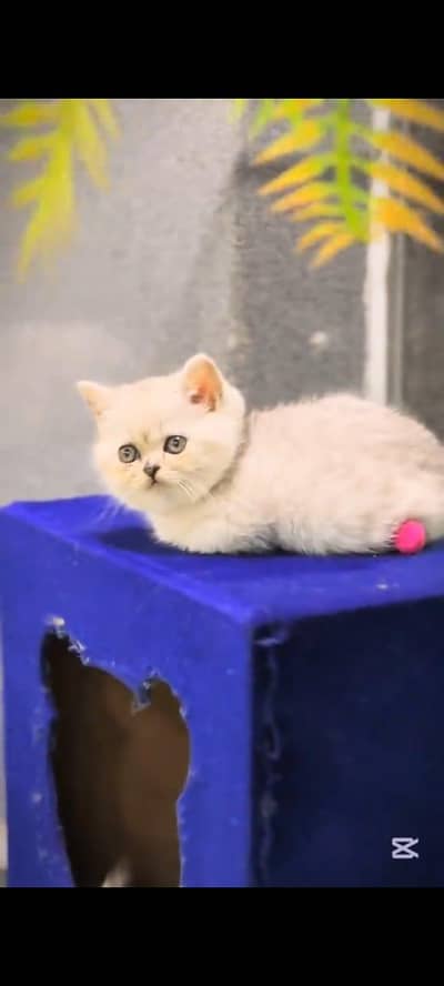 pure Persian kitten aur vaccinated triple long coted and littler trend
