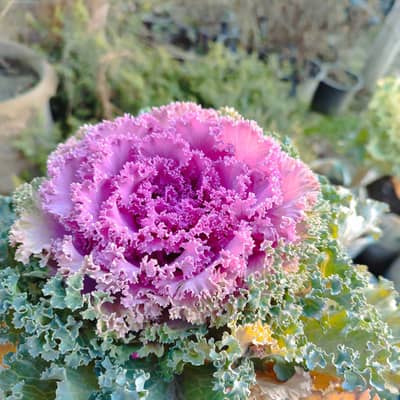 Ornamental Cabbage