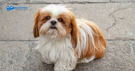 shitzu male for sale 03007284220