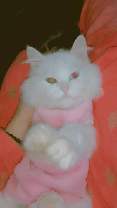 Cat for sale urgent sale