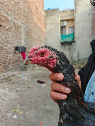 bade murgo se darta hai