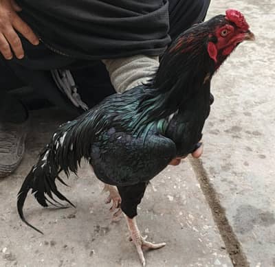 Kala moshka for sale