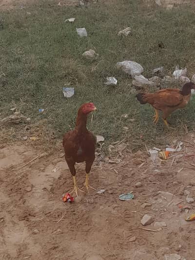 urgent sale only serius buyer contact me