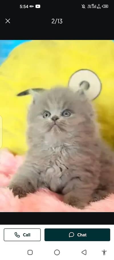 Persian cat for sale male or female0343=96=26=858 my WhatsApp number