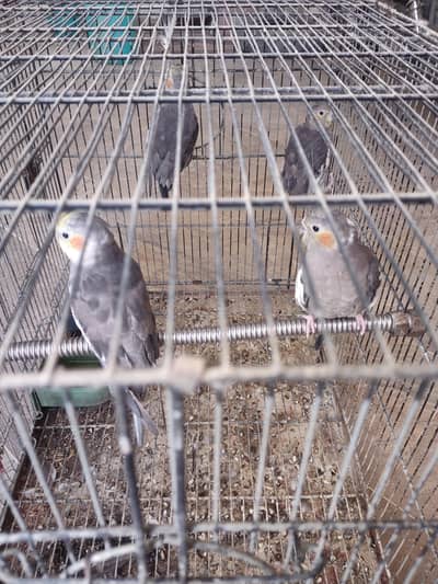 home breed cont 03009215069