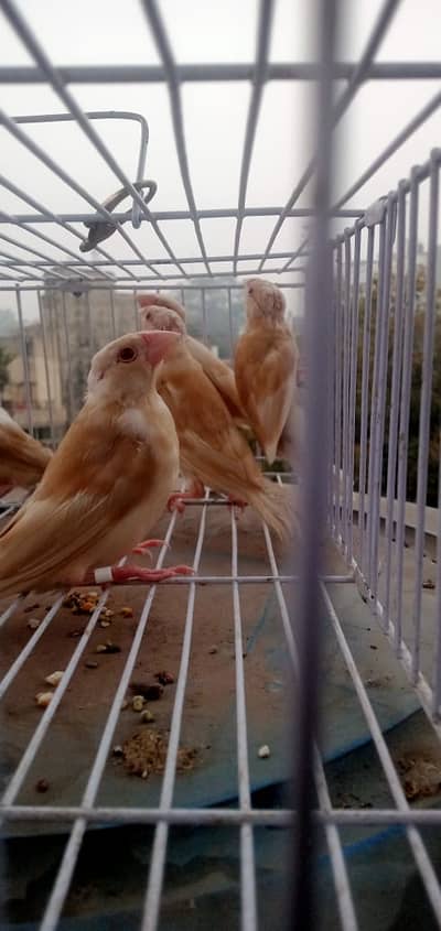 Pastel Fawn Java Chicks Pairs with DNA