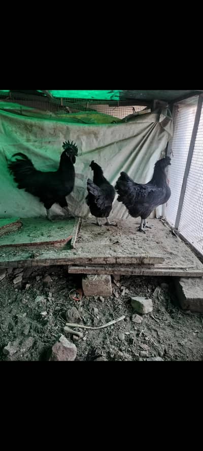 ayyam semani fresh breedar foresale female kurak han 2no