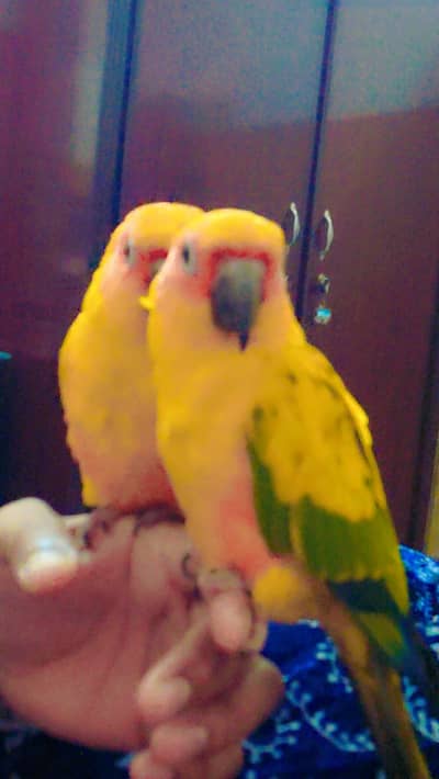 sunconure and Green Cheek conure