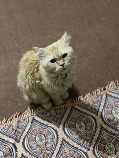 Persian male cat